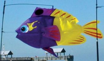 Pk Swimming Fish Fairy Basslet