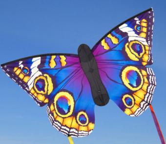 Butterfly Buckeye R 52 x 34