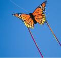 Butterfly Monarch R 52 x 34