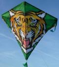 Spiderkites Eddy Tiger